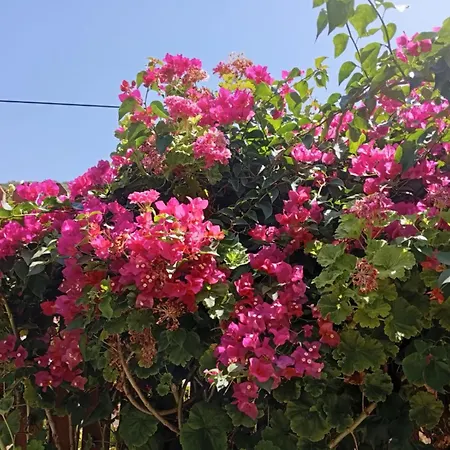 Riviera Evleri Demre